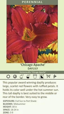 Oakes-Daylilies-Chicago-Apache-daylily-001 - Oakes Daylilies