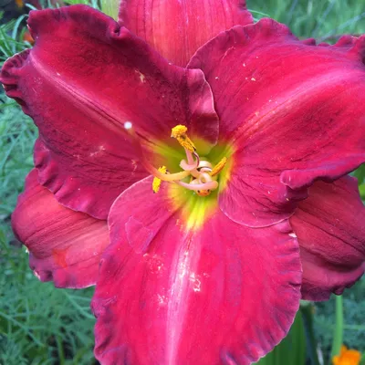 Daylily CHICAGO APACHE - Perennial Plant Sale shipped from Grower to your  door