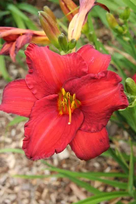 Hemerocallis 'Chicago Apache', Daylily 'Chicago Apache' in GardenTags plant  encyclopedia