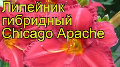 Hemerocallis 'Chicago Apache' - Midwest Groundcovers, LLC