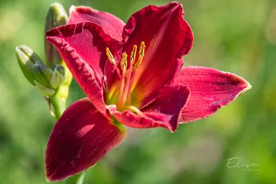 Chicago Apache Daylily | Plant Addicts