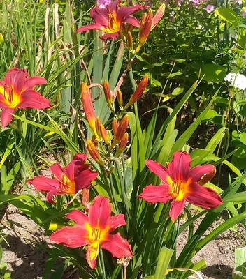 Photo of the bloom of Daylily (Hemerocallis 'Chicago Apache') posted by  Christine404 - Garden.org