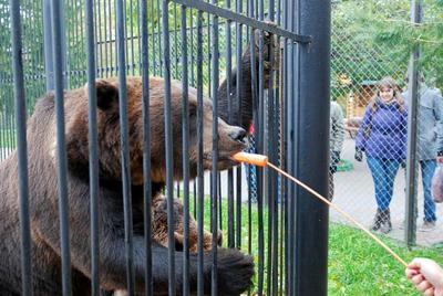 Зоопарк \"Лимпопо\" в Нижнем Новгороде 18 июля 2020 года | Нижегородская  правда