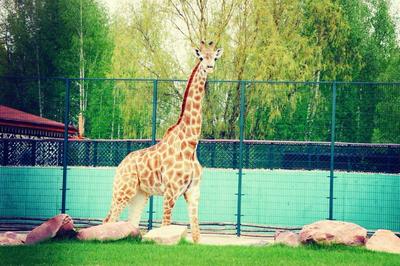 Зоопарк «Лимпопо» | Прием туристов в Нижнем Новгороде - Пилигрим-НН