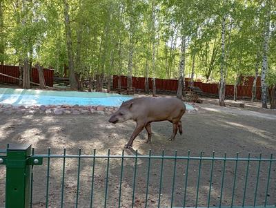 Зоопарк «Лимпопо» в Нижнем Новгороде откроется для посетителей с 13 июня
