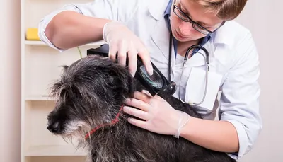 Как определить лишай у собаки - «Айболит Плюс» - сеть ветеринарных клиник