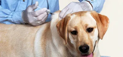 Бешенство, чуму и лишай у собак и кошек нашли липецкие ветеринары с начала  года - последние новости в Липецке и области на официальном сайте - Филиал  ВГТРК \"ГТРК\"Липецк\"