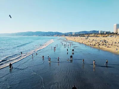 картинки : пляж, дерево, океан, утро, Калифорния, Ла, Лос-Анджелес,  Venicebeach 3653x2435 - - 333894 - красивые картинки - PxHere