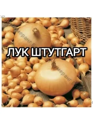 Лук - севок (Арпажик) сорт Штутгарт: 50 грн. - Сад / огород Криничное на Olx