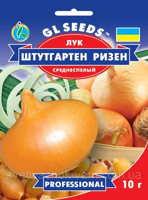 Продам лук штутгарт, купити лук штутгарт — Agro-Ukraine