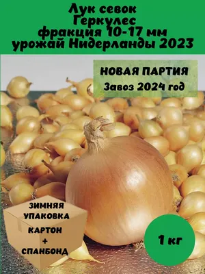 Продам лук Штутгарт на выгонку лука, купить лук Штутгарт на выгонку лука,  Николаевская обл — Agro-Ukraine