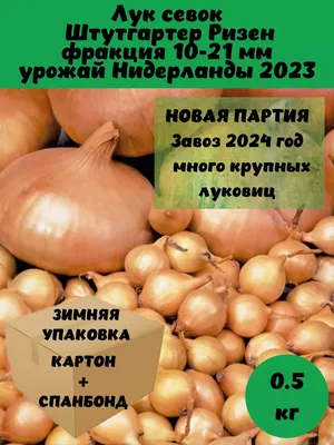 Фото к объявлению: продам лук Штутгарт, выращенный из севка, без полива —  Agro-Ukraine
