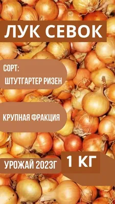Лук-севок Штуттгартер Ризен 1 кг, стабильная урожайность в любое лето,  высокое качество и вызреваемость луковиц после уборки,