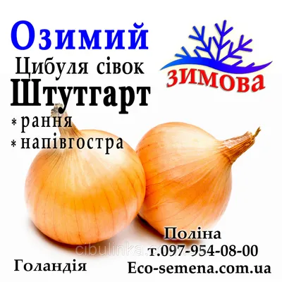 Купить в Минске семена Лука Штуттгартер Ризен, цены семян в каталоге