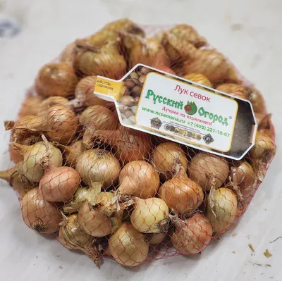 Купить семена Лука Штутгартен Ризен 500 гр оптом недорого от производителя,  цена в интернет магазине Агролиния Украина, Одесса.