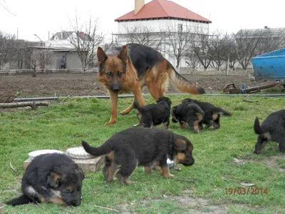 Щенки Немецкой овчарки 1 месяц. Puppies German Shepherd 1 month. Одесса. -  YouTube
