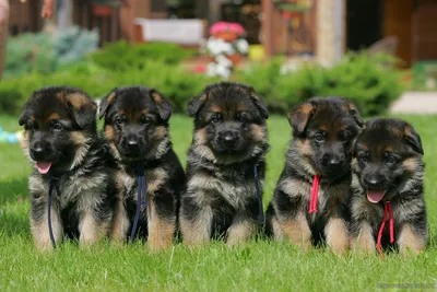 Щенки немецкой овчарки 1 мес.Puppies German Shepherd 1 month. Одесса. -  YouTube