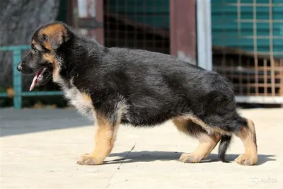 Немецкая овчарка: описание породы, характер, фото | Энциклопедия пород  Petshop.ru