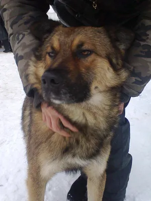 Пропала собака в СНТ Коковино, порода метис Алабая и немецкой овчарки,  зовут Дик | Pet911.ru