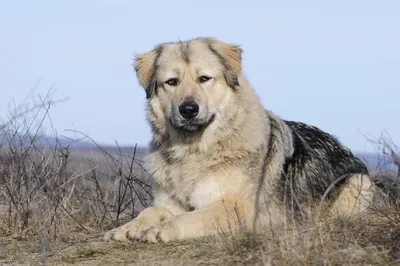 Пропала смесь алабая и немецкой овчарки на Московском шоссе, зовут БРОК! |  Pet911.ru