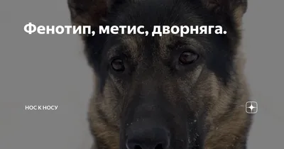 Гера - 2 года - Метис породы Немецкая овчарка - Москва - собаки в добрые  руки