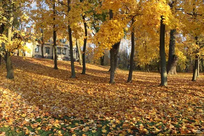 Осень. Октябрь. Минск. [Фото] | Самостоятельные путешествия ChanceToTrip.com