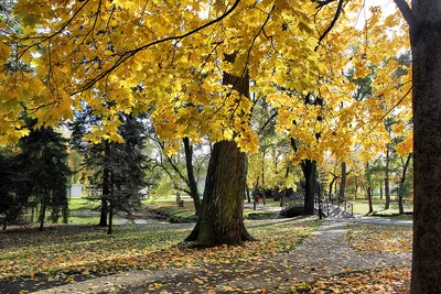 Осень в Лошицком парке!