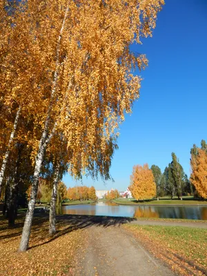 Фотофакт. Яркие краски осени в Минске