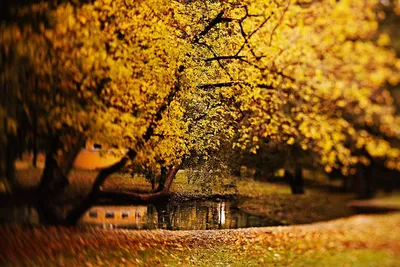 ФОТОФАКТ: Осень в парке Горького в Минске