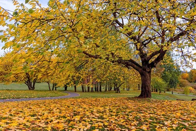 Моя осень 🍂 Любимый Минск ❤️ #минск #осень #природа #золотаяосень |  Instagram