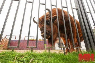 Как в Минске появился зоопарк, и кто стал его первым обитателем - Минск -новости