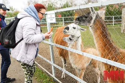Минский зоопарк в ноябре проводит бесплатные экскурсии по понедельникам -  Минск-новости