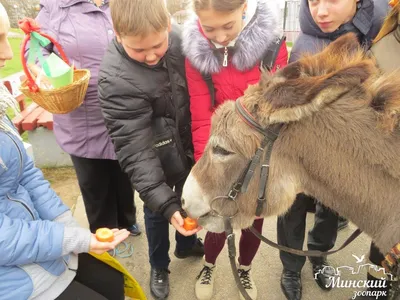 Кто сможет бесплатно посетить Минский зоопарк 23 февраля, и что для этого  нужно