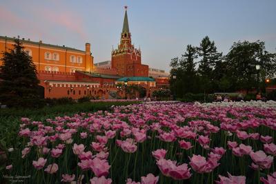 Красная площадь и Александровский сад — экскурсия на «Тонкостях туризма»