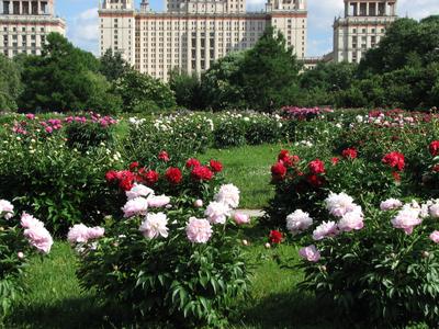 ВДНХ и Ботанический сад наконец договорились: подписывают соглашение о  сотрудничестве - Москвич Mag