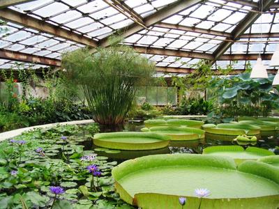 Московский ботанический сад: рассказ, фото, как добраться - GoodGourist.ru