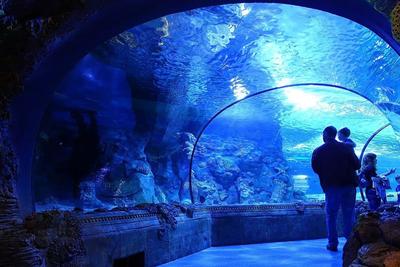 Крупная рыба: как устроен новый океанариум в Москве | Forbes Life