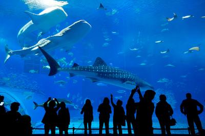 Подольчане до 16 апреля смогут посетить океанариум в Москве со скидкой 50%  - Общество - РИАМО в Подольске