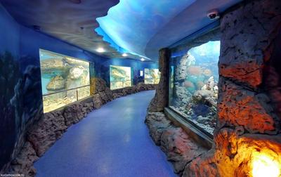 Музей «Океанариум» в Москве | A-a-ah.ru