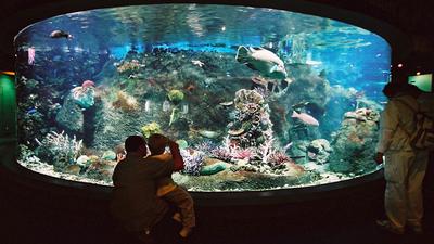 Московский океанариум с 1 августа будет распознавать посетителей по лицу -  Рамблер/новости