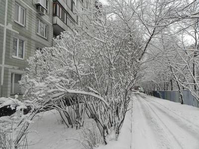 В Москву пришла снежная зима - фото с воскресной прогулки по Москве | ИСКРА  | Дзен