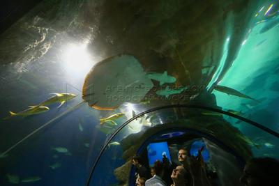 Афиша Город: «Москвариум»: как выглядит самый большой океанариум в России –  Архив