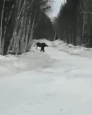 Поселок в Красноярском крае полтора месяца живет без зимней переправы —  Новости Красноярска на 7 канале