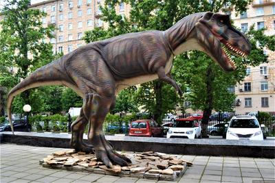 Дарвиновский музей в Москве, отзыв от grau59 – \"Московские динозавры\",  Москва, Россия, Июнь 2017