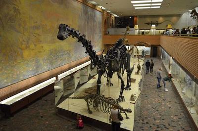 Палеонтологический музей - Квесты в музеях от КВЕСТ Lab.