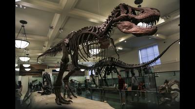 Музей динозавров (Москва) | Пикабу