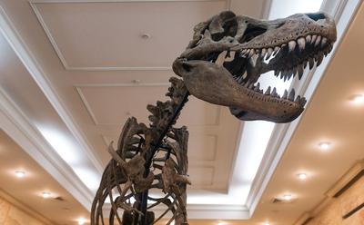 Палеонтологический музей им. Ю.А. Орлова, Москва - «Вау. Я наконец-то  увидела настоящих динозавров в полный рост. Как добраться до  Палеонтологического музея им. Ю.А. Орлова.» | отзывы