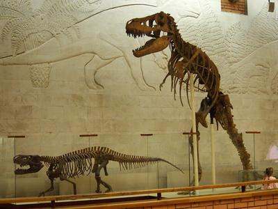 Музей естественной истории РТ - динозавры, минералы, метеориты, ископаемые  из новой экспозиции и запасного фонда - Инде