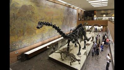 Москва: палеонтологический музей / Dinosaurs in Moscow - YouTube