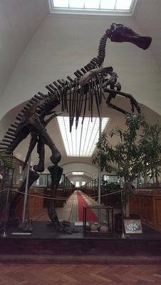 Где смотреть на динозавров: 5 музеев и парков | Афиша – подборки